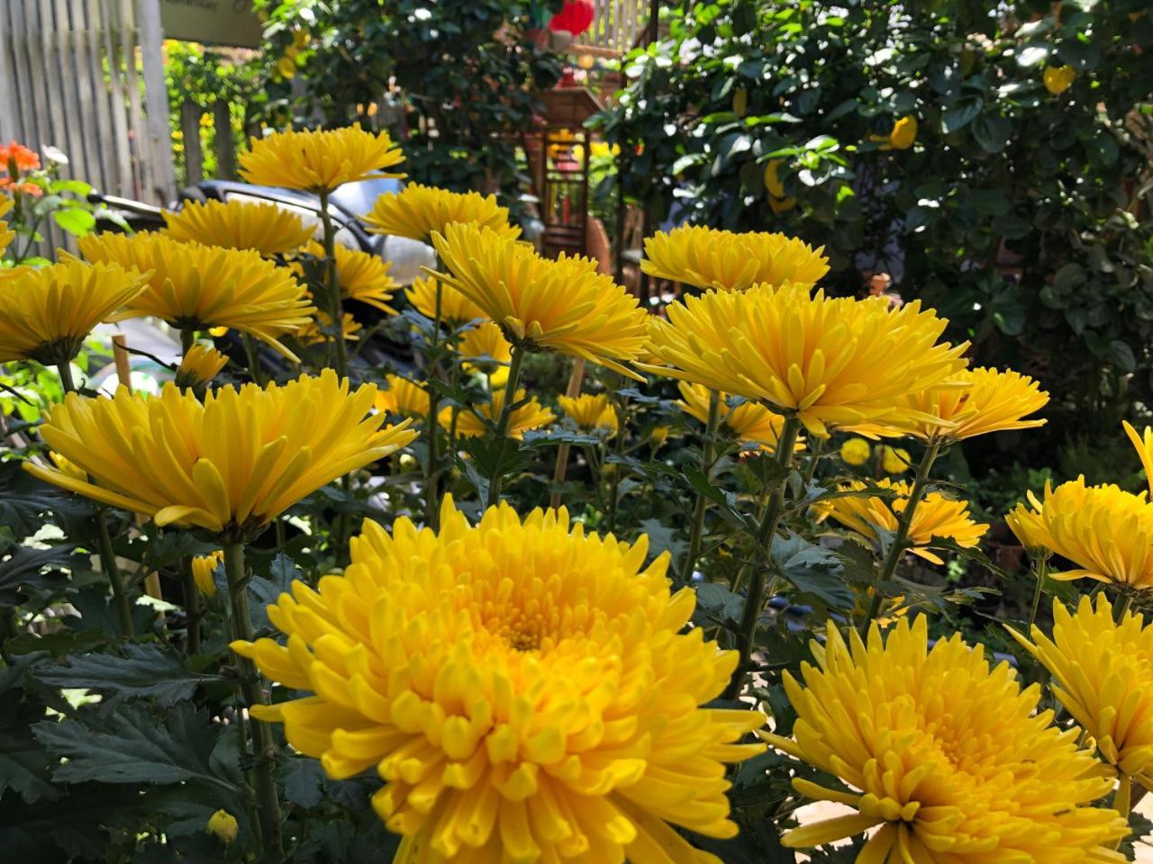 Charming Homestay Hoi An Luaran gambar